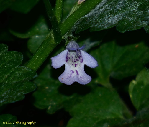 {Glechoma hederacea}